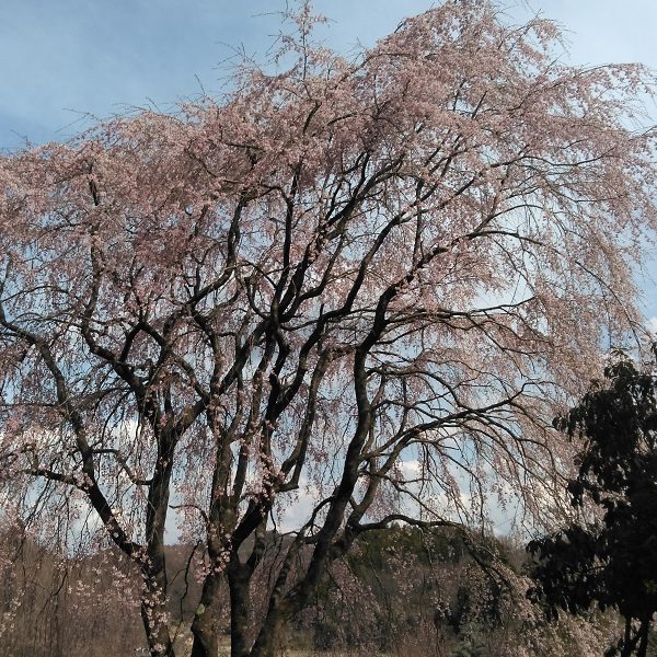 三春の滝桜姉妹
