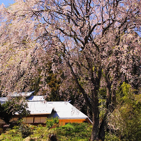 三春の滝桜姉妹