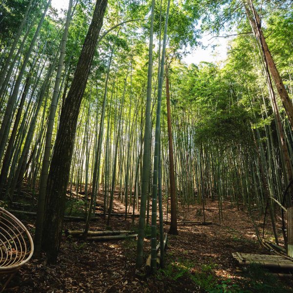 竹林イベント会場